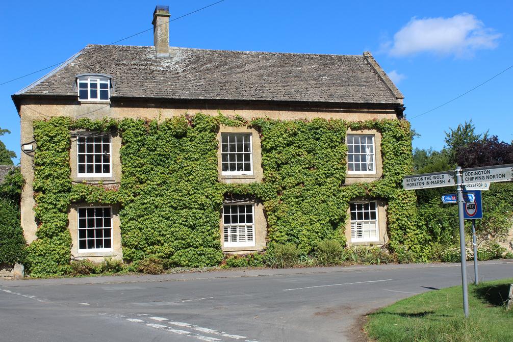 Ivy Covered